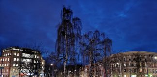 wycinka drzew plac Szarych Szeregów