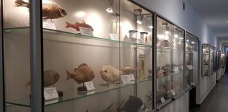 Muzeum Ichtiologiczne terminy zwiedzania
