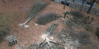 Wycięto 7 drzew przy al. Wojska Polskiego