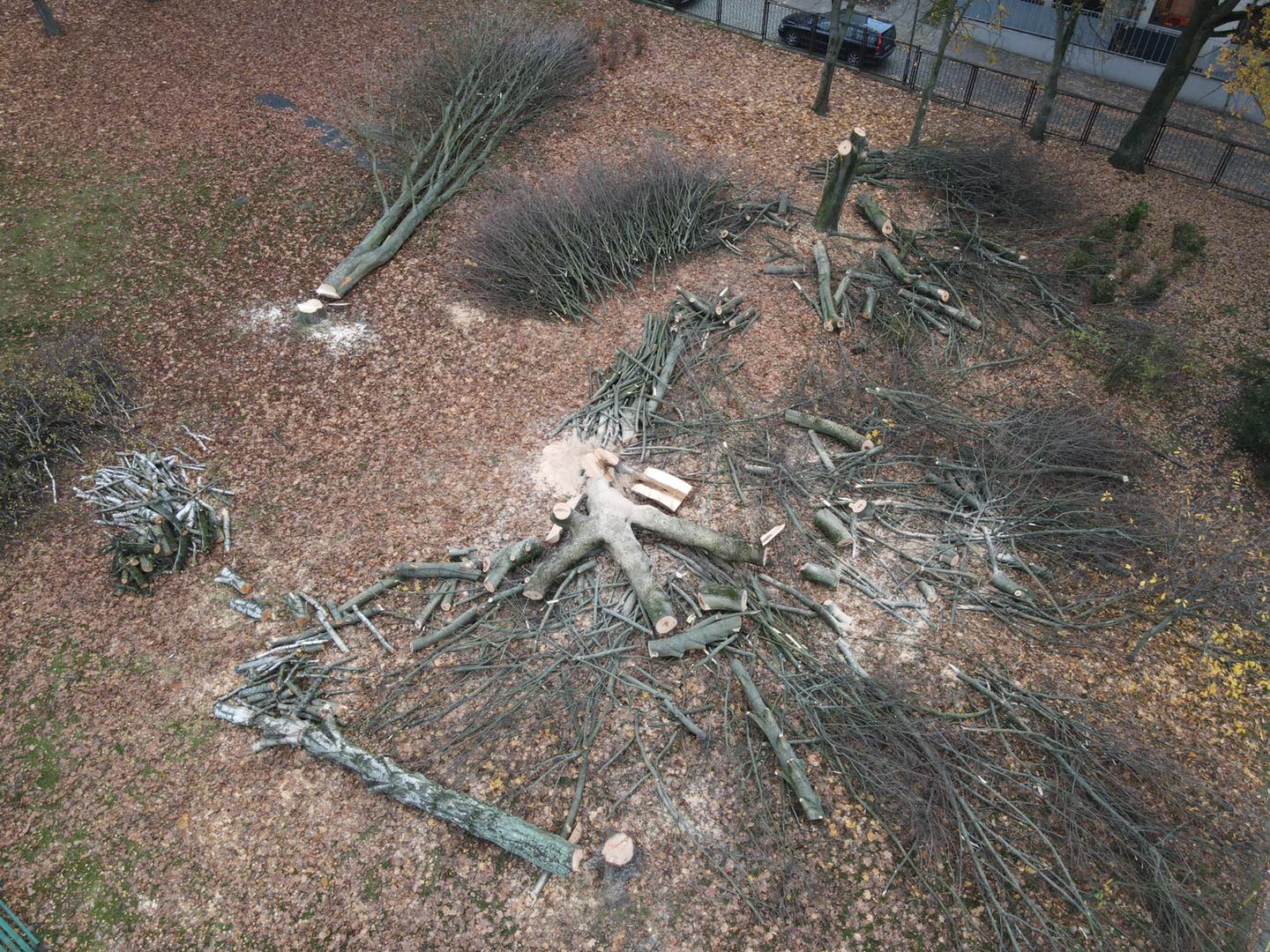 Wycięto 7 drzew przy al. Wojska Polskiego