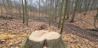 interwencja poselska w sprawie wycinki drzew
