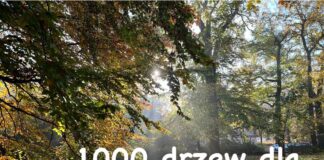 1000 drzew dla Szczecina
