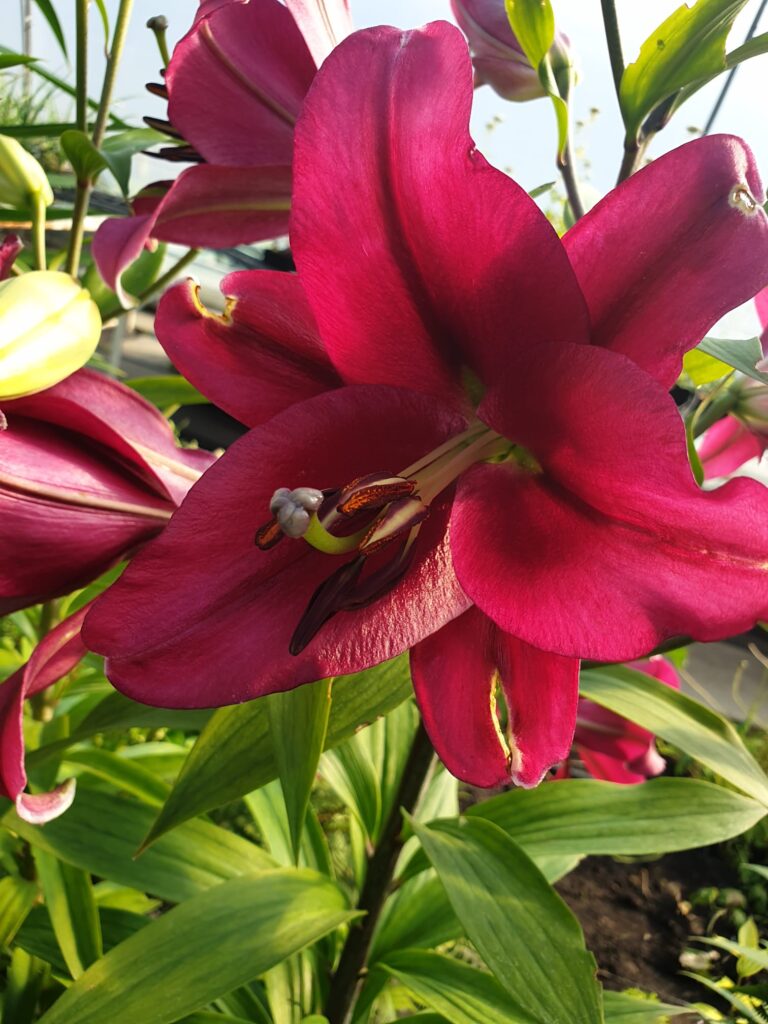 Lilie giganty