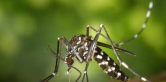 walki z komarami w Szczecinie