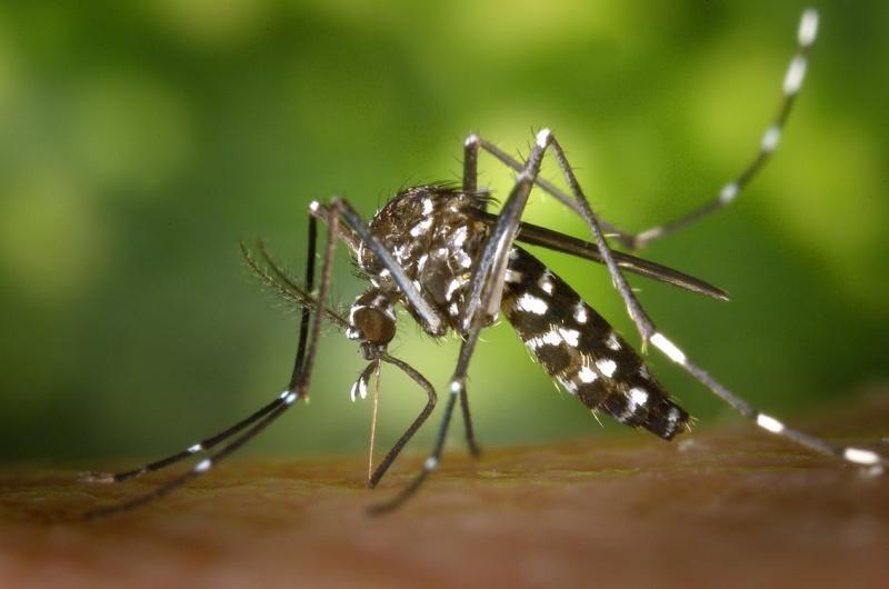 walki z komarami w Szczecinie